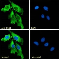 SAP97 Polyclonal Antibody:Antibodies, Polyclonal