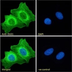 SAP97 Polyclonal Antibody:Antibodies, Polyclonal