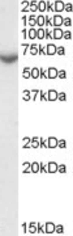 Invitrogen STS Polyclonal Antibody 100 &mu;g; Unconjugated:Antibodies,