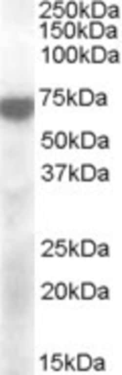 Invitrogen KCNQ4 Polyclonal Antibody 100 &mu;g; Unconjugated:Antibodies,