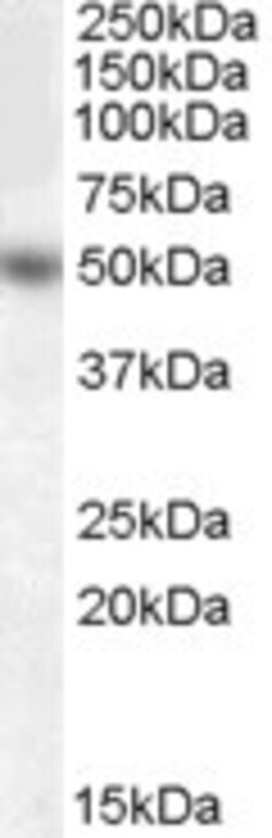 Invitrogen EGR4 Polyclonal Antibody 100 &mu;g; Unconjugated:Antibodies,
