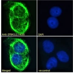 Invitrogen EPB41L2 Polyclonal Antibody 100 &mu;g; Unconjugated:Antibodies,