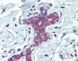 Invitrogen EPB41L2 Polyclonal Antibody 100 &mu;g; Unconjugated:Antibodies,