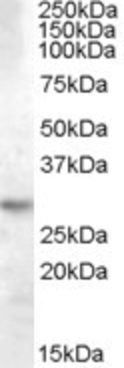 Invitrogen 14-3-3 theta Polyclonal Antibody 100 &mu;g; Unconjugated:Anticuerpos