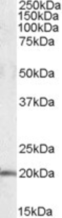 Invitrogen U2AF1L4 Polyclonal Antibody 100 &mu;g; Unconjugated:Antibodies,