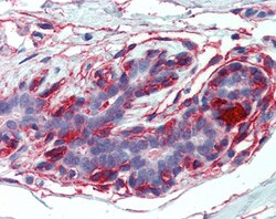 Invitrogen EPB41L2 Polyclonal Antibody 100 &mu;g; Unconjugated:Antibodies,