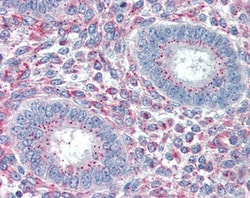 Invitrogen PRRX1 Polyclonal Antibody 100 &mu;g; Unconjugated:Antibodies,