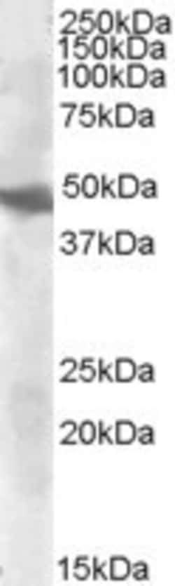 Invitrogen GOT2 Polyclonal Antibody 100 &mu;g; Unconjugated:Antibodies,