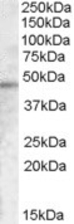 Invitrogen TMPRSS3 Polyclonal Antibody 100 &mu;g; Unconjugated:Antibodies,
