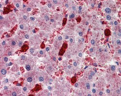 Invitrogen CADM4 Polyclonal Antibody 100 &mu;g; Unconjugated:Antibodies,
