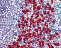 Invitrogen CADM4 Polyclonal Antibody 100 &mu;g; Unconjugated:Antibodies,