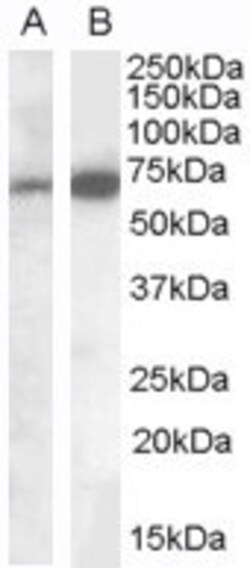 Invitrogen CADM4 Polyclonal Antibody 100 &mu;g; Unconjugated:Antibodies,