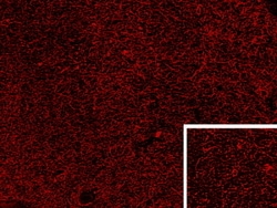 Invitrogen PENK Polyclonal Antibody 100 &mu;g | Buy Online | Invitrogen&trade; | Fisher Scientific