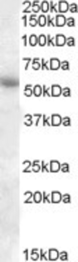 Invitrogen PTGER3 Polyclonal Antibody 100 &mu;g; Unconjugated:Antibodies,