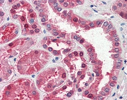 Invitrogen GOT1 Polyclonal Antibody 100 &mu;g; Unconjugated:Antibodies,