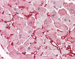 Invitrogen GOT1 Polyclonal Antibody 100 &mu;g; Unconjugated:Antibodies,