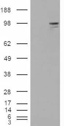 Invitrogen NLGN3 Polyclonal Antibody 100 &mu;g; Unconjugated:Antibodies,