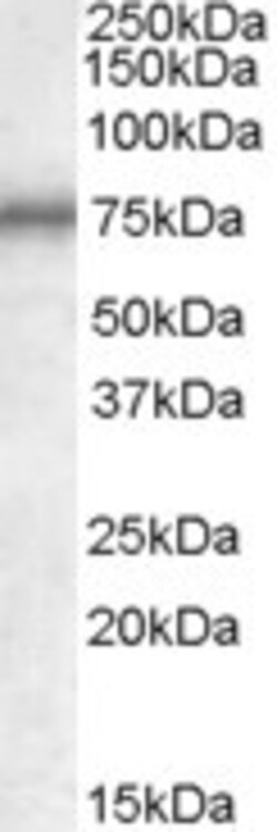 Invitrogen MEPCE Polyclonal Antibody 100 &mu;g | Buy Online | Invitrogen&trade; | Fisher Scientific