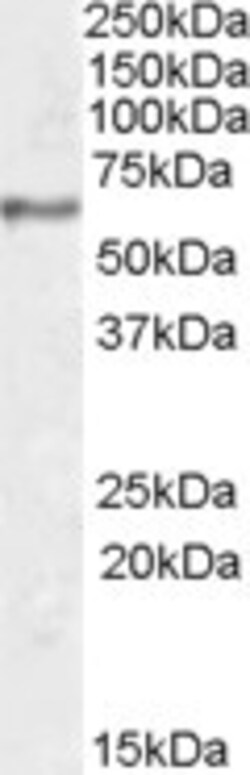 Invitrogen Synaptotagmin 1 Polyclonal Antibody 100 &mu;g | Buy Online | Invitrogen&trade; | Fisher Scientific