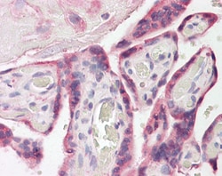 Invitrogen FAM62A Polyclonal Antibody 100 &mu;g; Unconjugated:Antibodies,