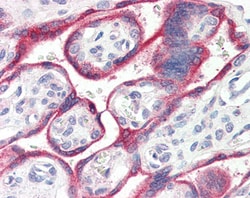 Invitrogen Aromatase Polyclonal Antibody 100 &mu;g; Unconjugated:Antibodies,
