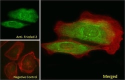Invitrogen Frizzled-2 Polyclonal Antibody 100 μg; Unconjugated:Antibodies,