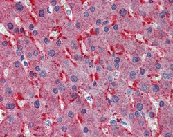 Invitrogen Frizzled-2 Polyclonal Antibody 100 μg; Unconjugated:Antibodies,