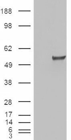 Invitrogen ESRRG Polyclonal Antibody 100 &mu;g; Unconjugated:Antibodies,