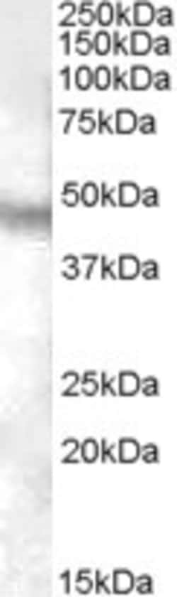 Invitrogen NPFF1 Polyclonal Antibody 100 &mu;g; Unconjugated:Antibodies,