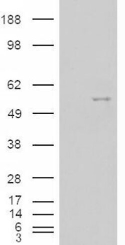 Invitrogen NOVA1 Polyclonal Antibody 100 μg; Unconjugated:Antibodies,