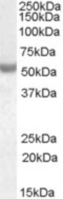 Invitrogen NOVA1 Polyclonal Antibody 100 μg; Unconjugated:Antibodies,