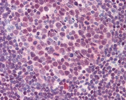 Invitrogen PU.1 Polyclonal Antibody 100 &mu;g; Unconjugated:Antibodies,