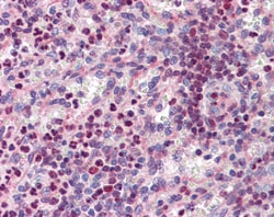 Invitrogen PU.1 Polyclonal Antibody 100 &mu;g; Unconjugated:Antibodies,