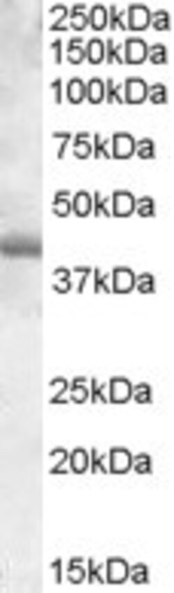 Invitrogen PU.1 Polyclonal Antibody 100 &mu;g; Unconjugated:Antibodies,