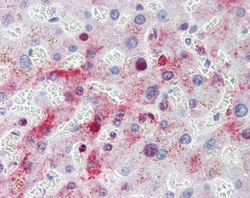 Invitrogen MTHFD1 Polyclonal Antibody 100 &mu;g; Unconjugated:Antibodies,