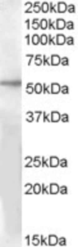 Invitrogen GPR142 Polyclonal Antibody 100 &mu;g; Unconjugated:Antibodies,