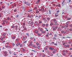 Invitrogen KPNA6 Polyclonal Antibody 100 μg; Unconjugated:Antibodies,