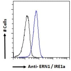 Invitrogen IRE1 alpha Polyclonal Antibody 100 &mu;g; Unconjugated:Antibodies,