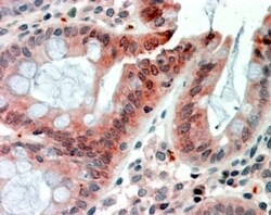 Invitrogen RELM beta Polyclonal Antibody 100 &mu;g; Unconjugated:Antibodies,