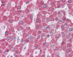Invitrogen MRP5 Polyclonal Antibody 100 &mu;g; Unconjugated:Antibodies,