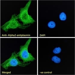 Invitrogen&trade;&nbsp;SERPINF2 Polyclonal Antibody