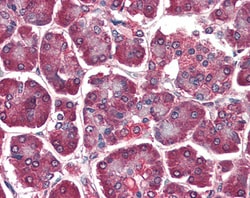 Invitrogen DAGLA Polyclonal Antibody 100 &mu;g; Unconjugated:Antibodies,