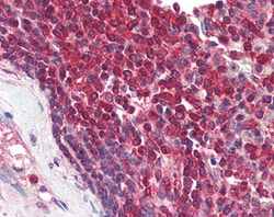 Invitrogen DAGLA Polyclonal Antibody 100 &mu;g; Unconjugated:Antibodies,