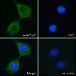 Invitrogen TRPV2 Polyclonal Antibody 100 &mu;g; Unconjugated:Antibodies,