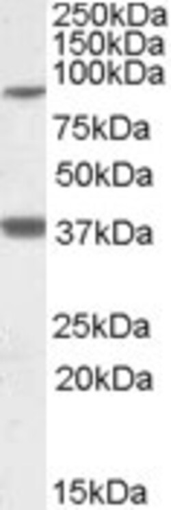 Invitrogen Lass1 Polyclonal Antibody 100 &mu;g; Unconjugated:Antibodies,