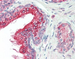 Invitrogen ANKK1 Polyclonal Antibody 100 &mu;g; Unconjugated:Antibodies,