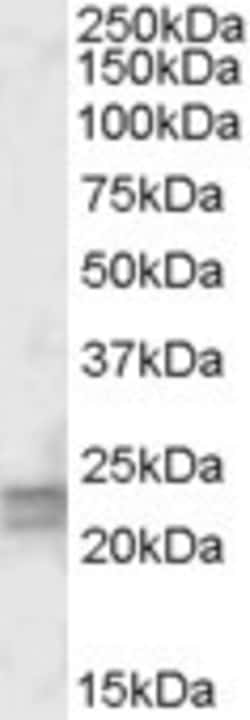 Invitrogen ARL4D Polyclonal Antibody 100 μg; Unconjugated:Antibodies,