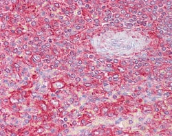 Invitrogen Clathrin Light Chain Polyclonal Antibody 100 &mu;g; Unconjugated:Antibodies,