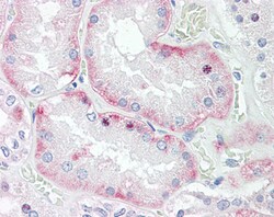 Invitrogen HOXD10 Polyclonal Antibody 100 &mu;g; Unconjugated:Antibodies,
