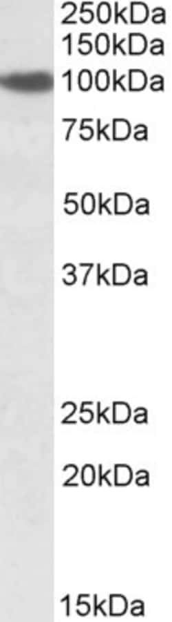 Invitrogen Sec23a Polyclonal Antibody 100 &mu;g; Unconjugated:Antibodies,